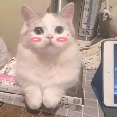 微信头像高清可爱猫咪图片