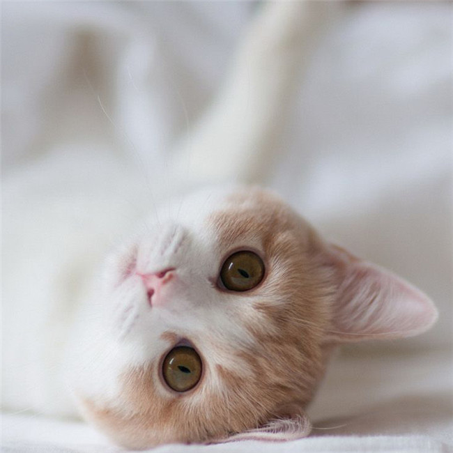 超萌微信猫咪超清头像图片