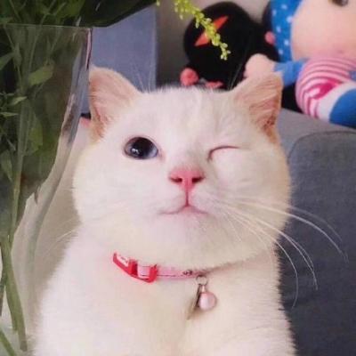 微信头像高清可爱猫咪图片