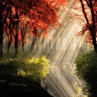 美丽秋天风景微信头像
