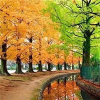 美丽秋天风景微信头像