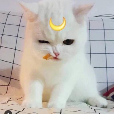 微信头像高清可爱猫咪图片