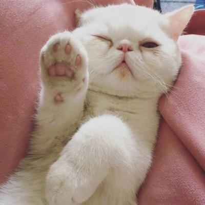 微信头像高清可爱猫咪图片