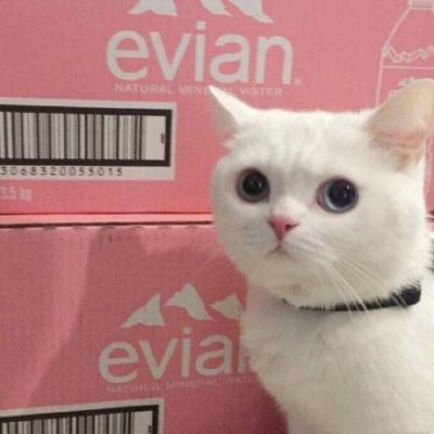 微信头像高清可爱猫咪图片