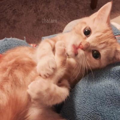 微信头像高清可爱猫咪图片