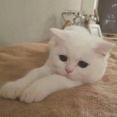 微信头像高清可爱猫咪图片