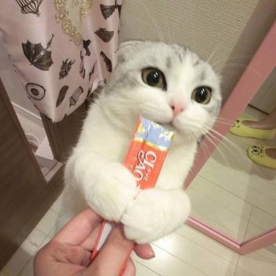 微信头像高清可爱猫咪图片