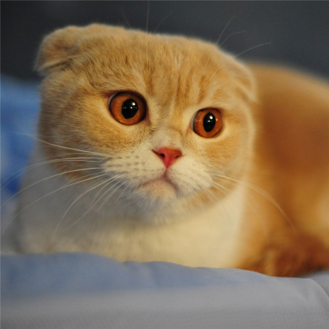 超萌微信猫咪超清头像图片