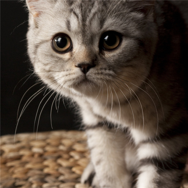 超萌微信猫咪超清头像图片
