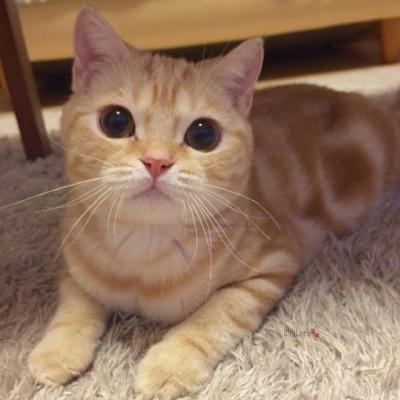 微信头像高清可爱猫咪图片