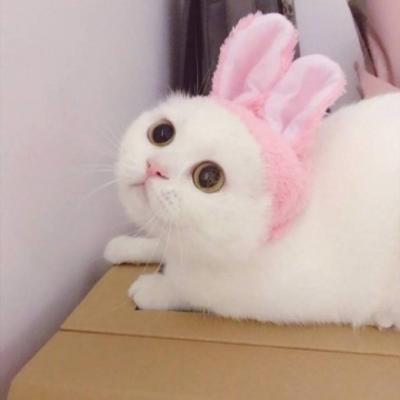 微信头像高清可爱猫咪图片