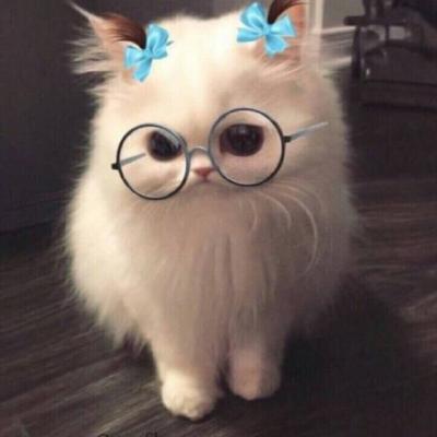 微信头像高清可爱猫咪图片