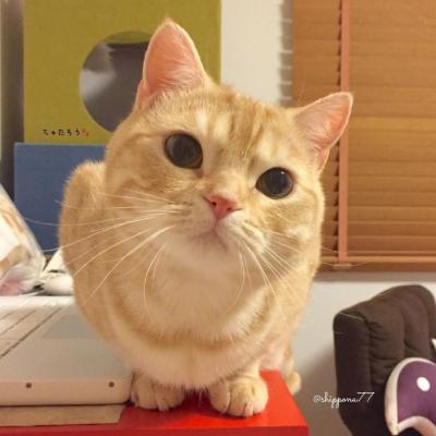 微信头像高清可爱猫咪图片