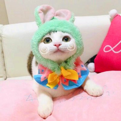 微信猫咪情侣头像可爱