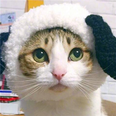 微信猫咪情侣头像可爱