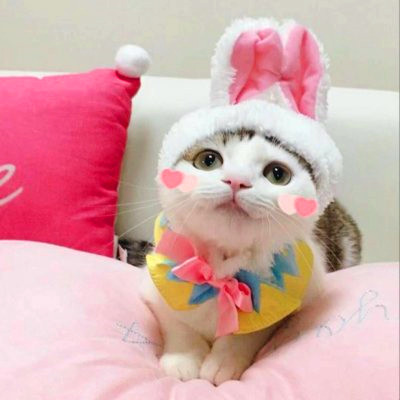 微信猫咪情侣头像可爱