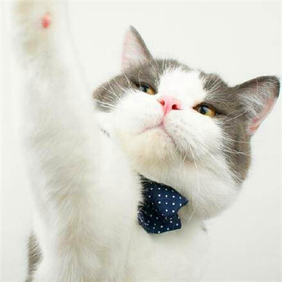 微信猫咪情侣头像可爱