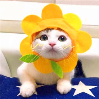 微信猫咪情侣头像可爱