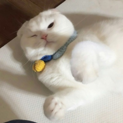 萌宠头像可爱微信