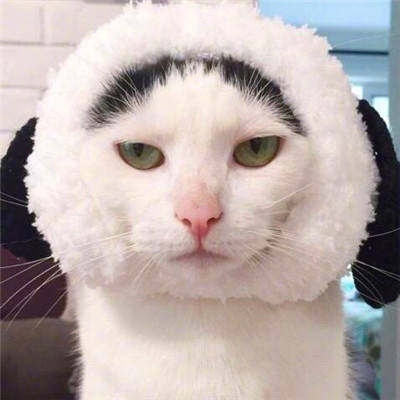 微信猫咪情侣头像可爱