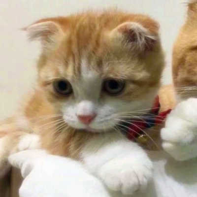 微信猫咪情侣头像可爱