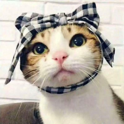 微信猫咪情侣头像可爱