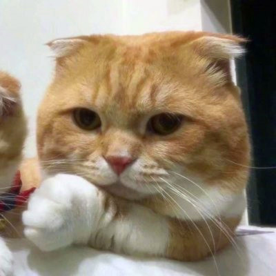 微信猫咪情侣头像可爱