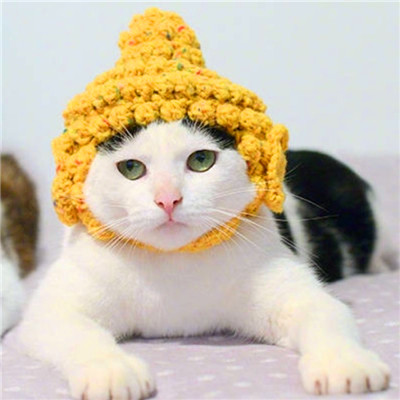 微信猫咪情侣头像可爱