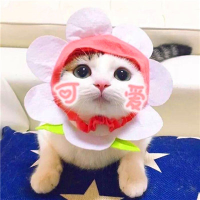 微信猫咪情侣头像可爱