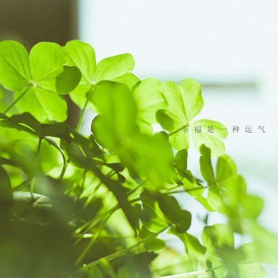 好看四叶草头像图片唯美清纯