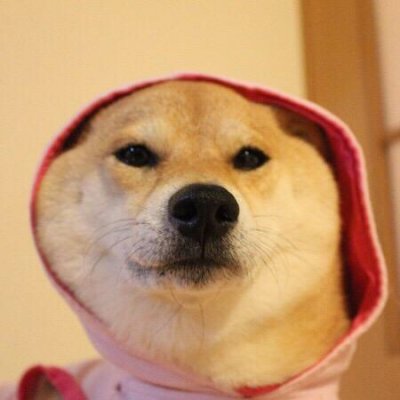 qq萌宠头像超可爱高清图片