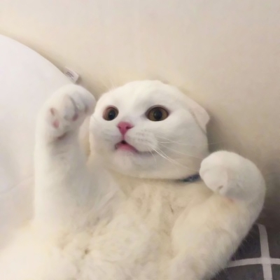 萌宠头像可爱微信