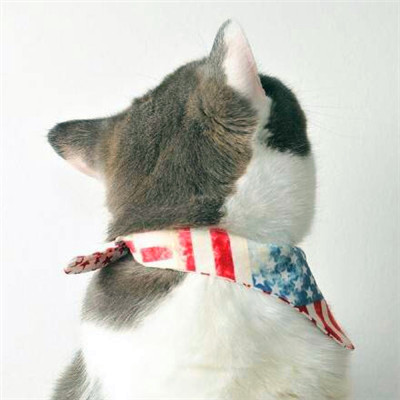 微信猫咪情侣头像可爱