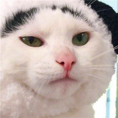 微信猫咪情侣头像可爱