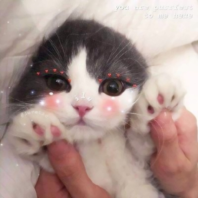 超清萌猫图片头像