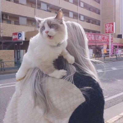 唯美女生抱猫头像