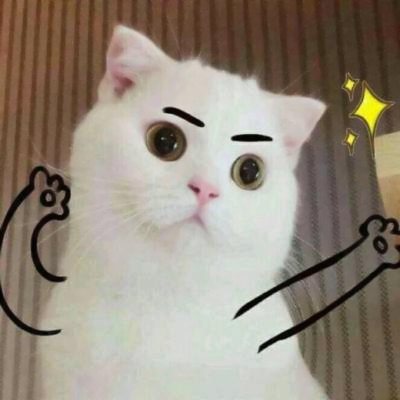 超清萌猫图片头像