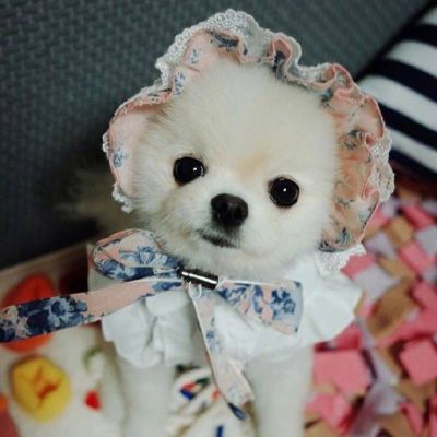 可爱狗狗萌宠图片头像