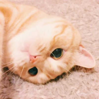 超清萌猫图片头像