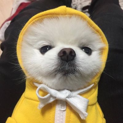 可爱狗狗萌宠图片头像