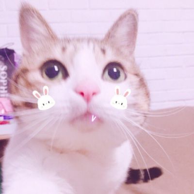 可爱调皮猫头微信头像图片