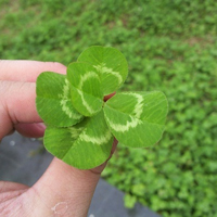 小清新风景头像幸运草