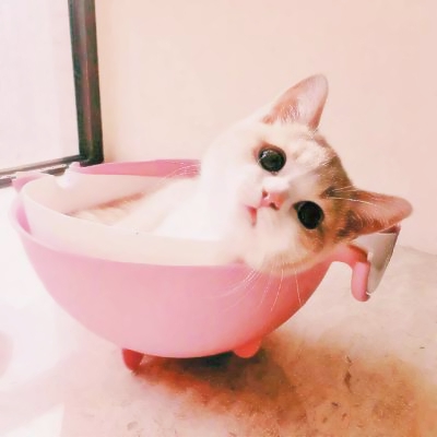 超清萌猫图片头像