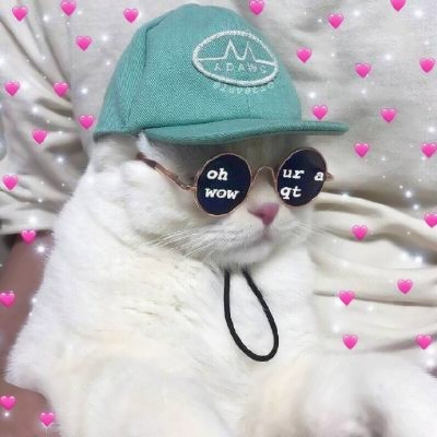 超清萌猫图片头像