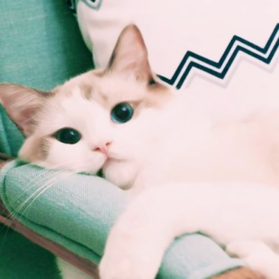 超清萌猫图片头像