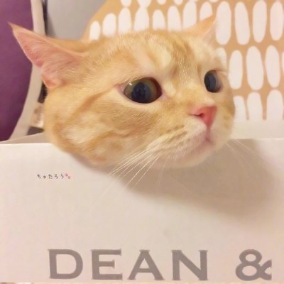 超清萌猫图片头像