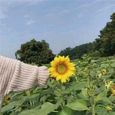 安静美好头像图片