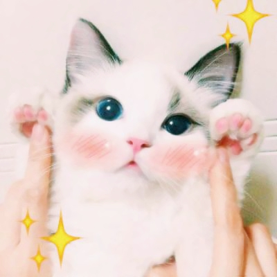超清萌猫图片头像