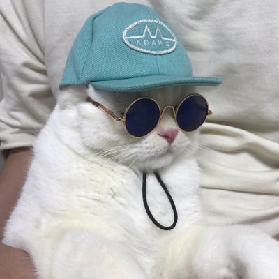 可爱调皮猫头微信头像图片