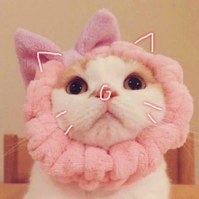 可爱调皮猫头微信头像图片